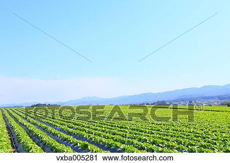 Lettuce Field View Large Photo Image Stock Image - Lettuce Field. Fotosearch