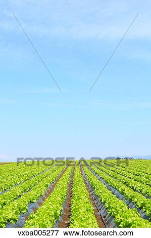 Stock Photo - Lettuce Field. Fotosearch
