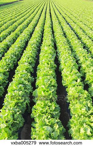 Lettuce Field View Large Photo Image Stock Photo - Lettuce Field. Fotosearch