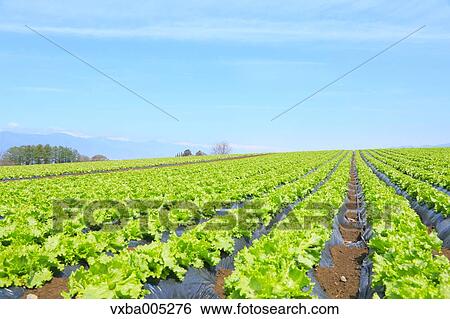 Lettuce Field View Large Photo Image Stock Photograph - Lettuce Field. Fotosearch
