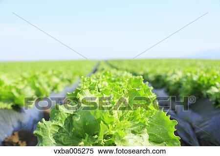 Stock Photography - Lettuce Field. Fotosearch