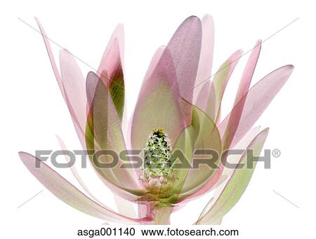 Leucadendron View Large Photo Image Stock Image - Leucadendron. Fotosearch