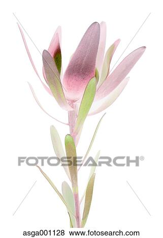 Leucadendron View Large Photo Image Stock Photo - Leucadendron. Fotosearch