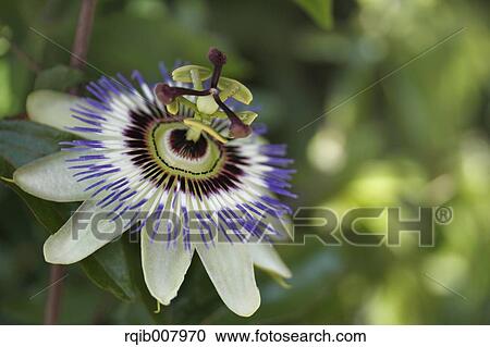 Stock Image - Lilac. Fotosearch