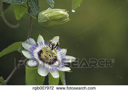 Lilac View Large Photo Image Stock Image - Lilac. Fotosearch