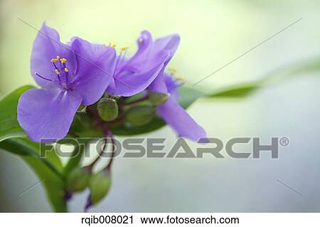 Lilac View Large Photo Image Stock Image - Lilac. Fotosearch