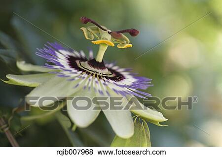 Stock Photo - Lilac. Fotosearch