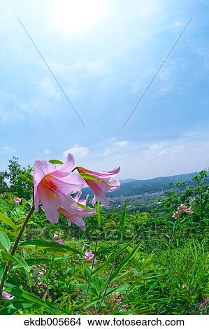 Lilium Rubellum View Large Photo Image Picture - Lilium Rubellum. Fotosearch