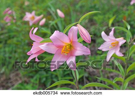 Picture - Lilium Rubellum. Fotosearch