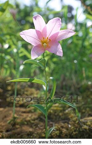 Lilium Rubellum View Large Photo Image Stock Image - Lilium Rubellum. Fotosearch