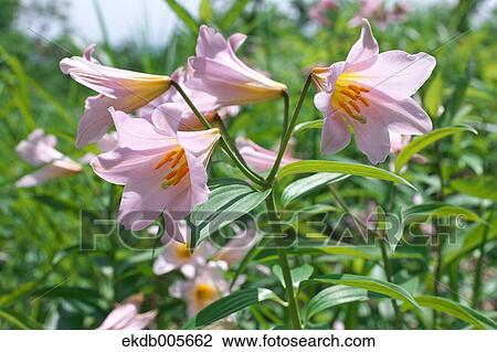 Lilium Rubellum View Large Photo Image Stock Image - Lilium Rubellum. Fotosearch
