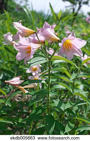 Lilium Rubellum View Large Photo Image Stock Image - Lilium Rubellum. Fotosearch