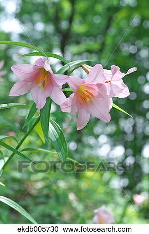 Stock Image - Lilium Rubellum. Fotosearch