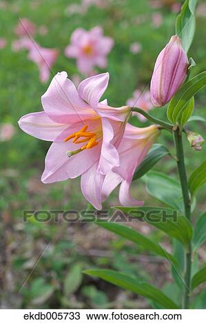 Lilium Rubellum View Large Photo Image Stock Image - Lilium Rubellum. Fotosearch