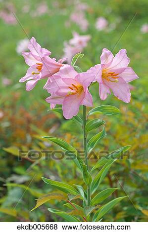 Stock Photo - Lilium Rubellum. Fotosearch