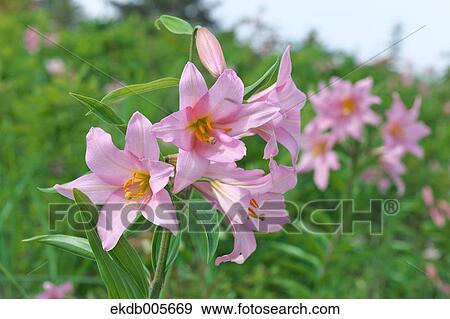 Lilium Rubellum View Large Photo Image Stock Photo - Lilium Rubellum. Fotosearch