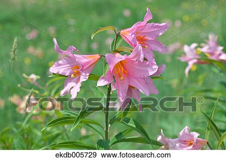 Lilium Rubellum View Large Photo Image Stock Photo - Lilium Rubellum. Fotosearch