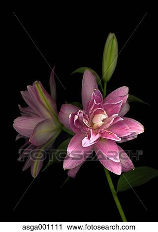 Lily flower View Large Photo Image Stock Image - Lily flower. Fotosearch
