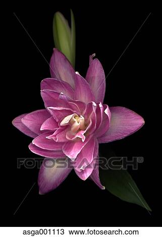 Lily flower View Large Photo Image Stock Image - Lily flower. Fotosearch