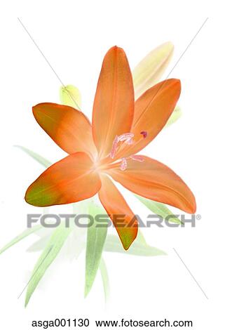 Stock Image - Lily flower. Fotosearch