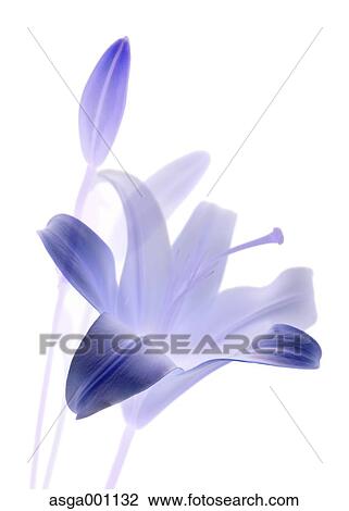 Lily flower View Large Photo Image Stock Image - Lily flower. Fotosearch