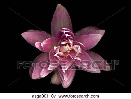 Stock Photo - Lily flower. Fotosearch