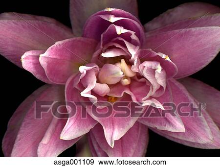 Lily flower View Large Photo Image Stock Photo - Lily flower. Fotosearch