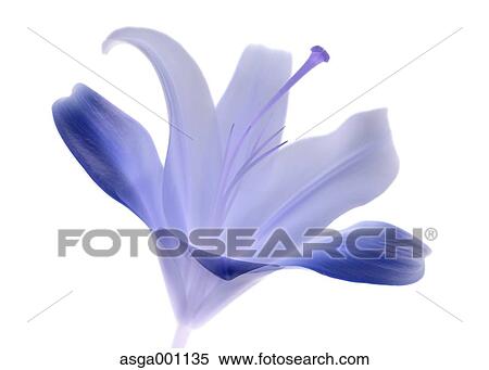 Stock Photography - Lily flower. Fotosearch