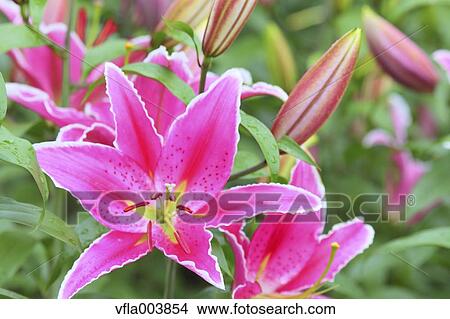 Lily Flowers View Large Photo Image Picture - Lily Flowers. Fotosearch
