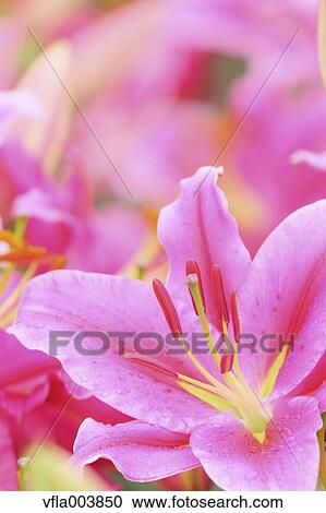 Stock Image - Lily Flowers. Fotosearch