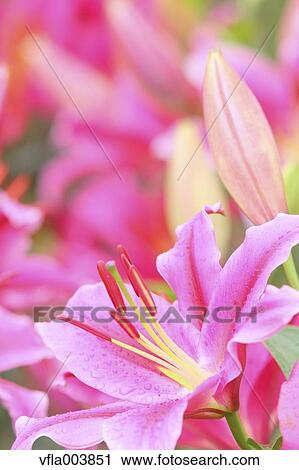 Lily Flowers View Large Photo Image Stock Image - Lily Flowers. Fotosearch