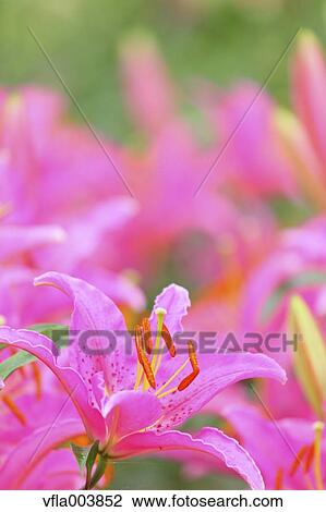 Stock Image - Lily Flowers. Fotosearch