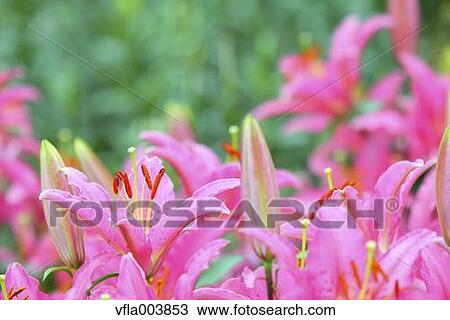 Lily Flowers View Large Photo Image Stock Image - Lily Flowers. Fotosearch