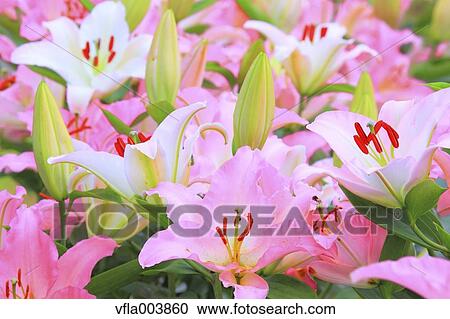 Lily Flowers View Large Photo Image Stock Image - Lily Flowers. Fotosearch