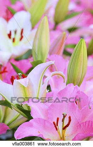 Lily Flowers View Large Photo Image Stock Image - Lily Flowers. Fotosearch