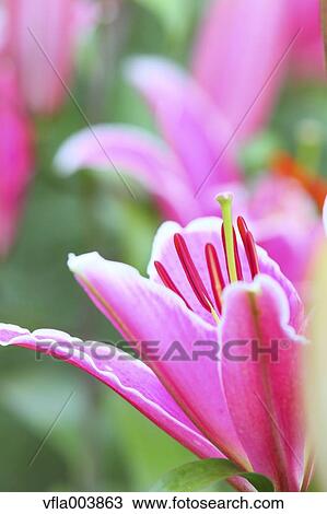 Lily Flowers View Large Photo Image Stock Image - Lily Flowers. Fotosearch
