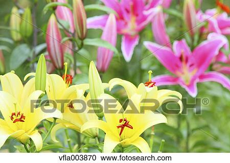Lily Flowers View Large Photo Image Stock Image - Lily Flowers. Fotosearch