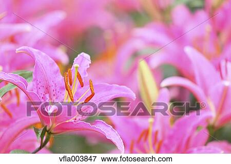 Stock Photo - Lily Flowers. Fotosearch