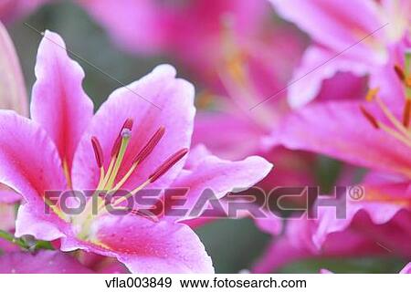 Lily Flowers View Large Photo Image Stock Photo - Lily Flowers. Fotosearch