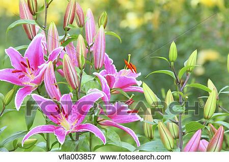 Lily Flowers View Large Photo Image Stock Photo - Lily Flowers. Fotosearch