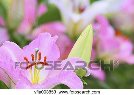 Lily Flowers View Large Photo Image Stock Photo - Lily Flowers. Fotosearch