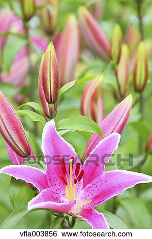Lily Flowers View Large Photo Image Stock Photograph - Lily Flowers. Fotosearch