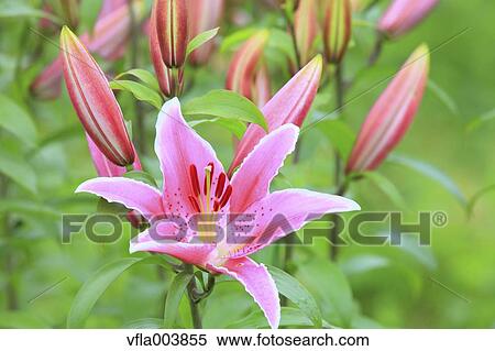 Lily Flowers View Large Photo Image Stock Photography - Lily Flowers. Fotosearch