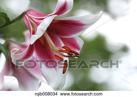 Picture - Lily. Fotosearch