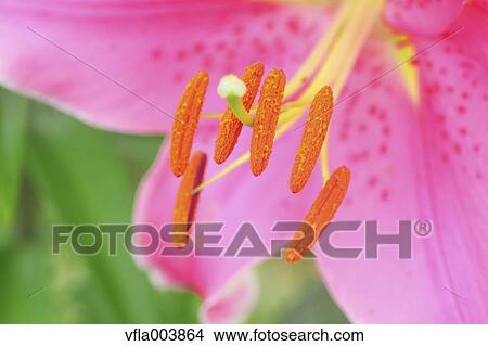 Lily View Large Photo Image Picture - Lily. Fotosearch