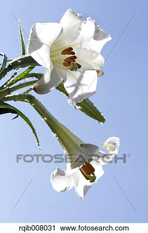Lily View Large Photo Image Stock Image - Lily. Fotosearch
