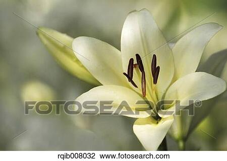 Stock Image - Lily. Fotosearch