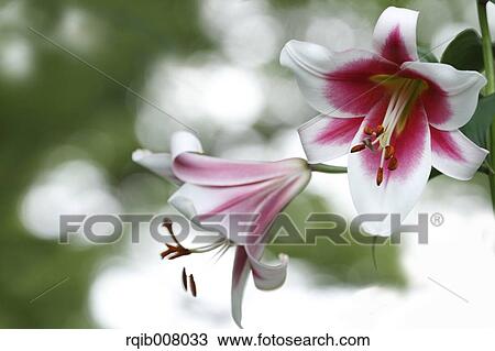 Lily View Large Photo Image Stock Image - Lily. Fotosearch