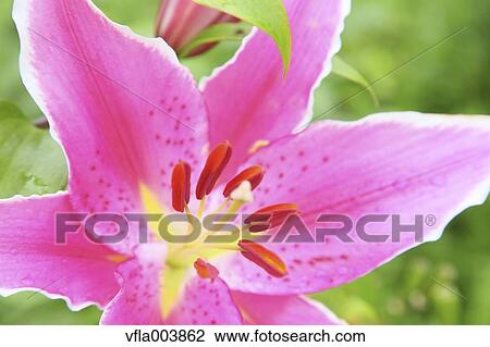 Lily View Large Photo Image Stock Image - Lily. Fotosearch
