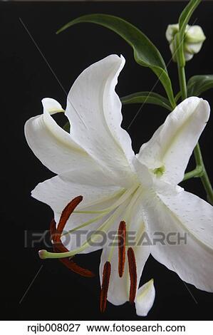 Lily View Large Photo Image Stock Photo - Lily. Fotosearch